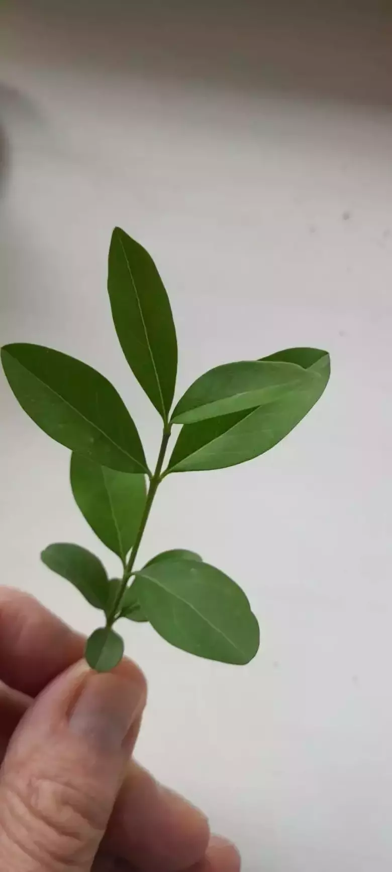 Изгородь простую кустарник куплю