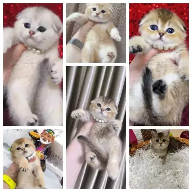 Шикарные котята от правильной вязки скотиш фолд и скотиш страйт шиншилла