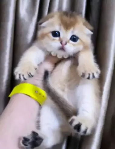 Шикарные котята от правильной вязки скотиш фолд и скотиш страйт шиншилла