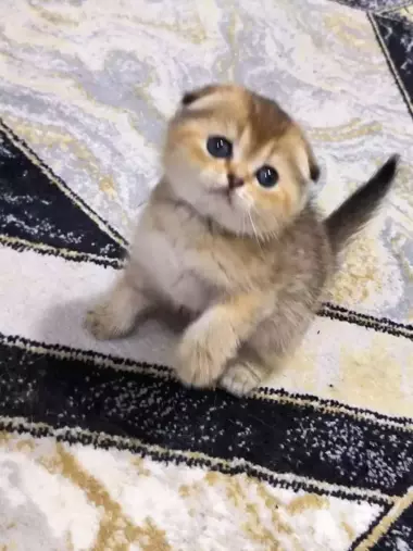 Шикарные котята от правильной вязки скотиш фолд и скотиш страйт шиншилла