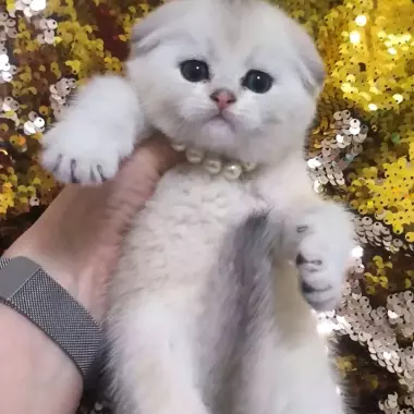Шикарные котята от правильной вязки скотиш фолд и скотиш страйт шиншилла