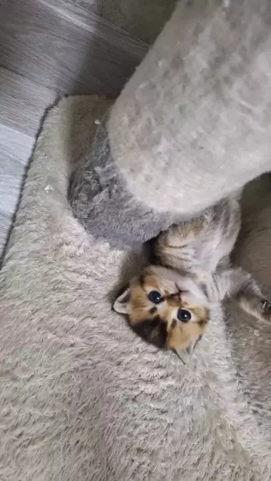 Шикарные котята от правильной вязки скотиш фолд и скотиш страйт шиншилла