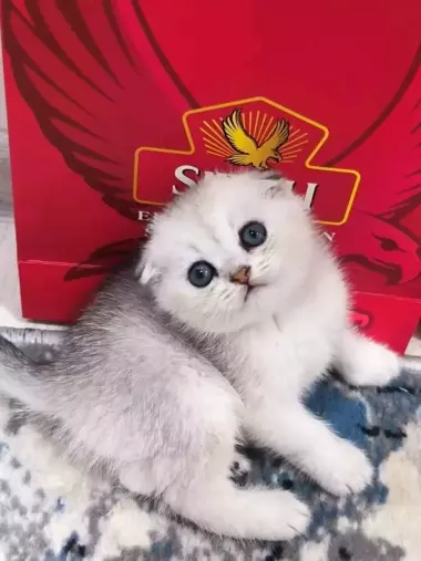 Шикарные котята от правильной вязки скотиш фолд и скотиш страйт шиншилла