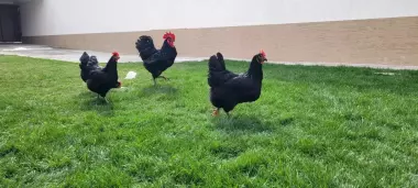 Qora wagzoda tuhum va jojalariga zakaz olamiz
