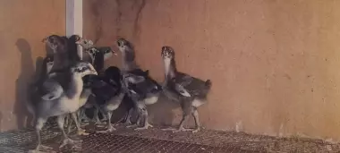 Qora wagzoda tuhum va jojalariga zakaz olamiz