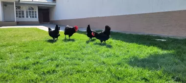 Qora wagzoda tuhum va jojalariga zakaz olamiz