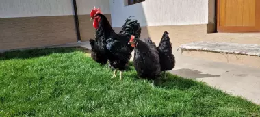 Qora wagzoda tuhum va jojalariga zakaz olamiz