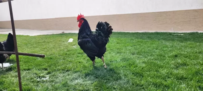 Qora wagzoda tuhum va jojalariga zakaz olamiz