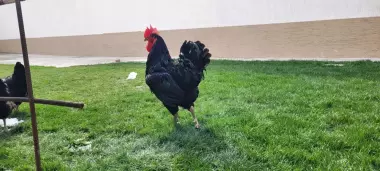 Qora wagzoda tuhum va jojalariga zakaz olamiz