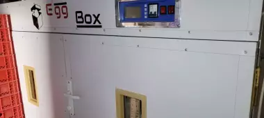 Egg Box 2000 inkubator
