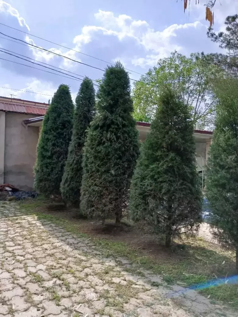 стрижка елок
