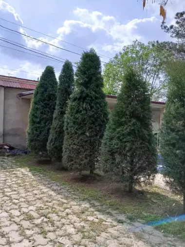 стрижка елок