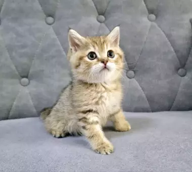Продаются котята шотландской породы