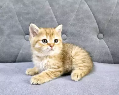 Продаются котята шотландской породы
