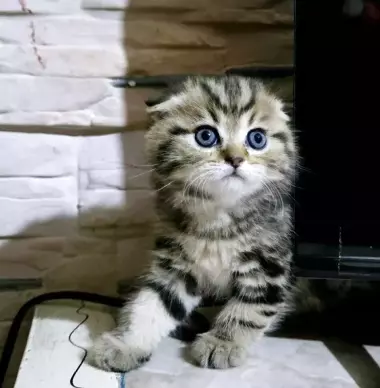 Продаются котята шотландской породы