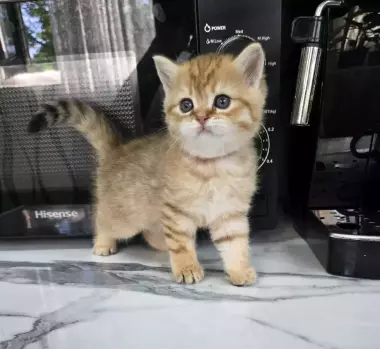 Продаются котята шотландской породы