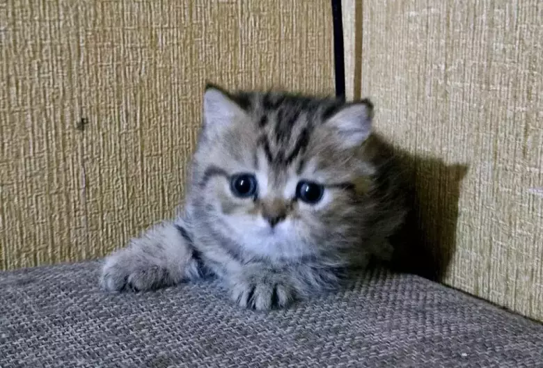 Продаются котята шотландской породы