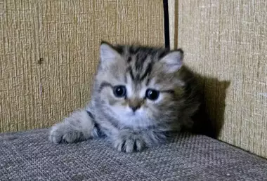 Продаются котята шотландской породы