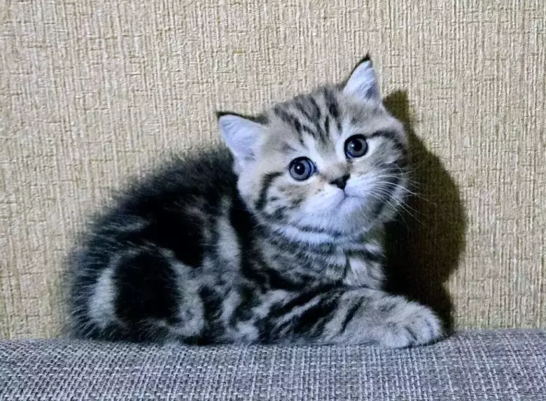 Продаются котята шотландской породы