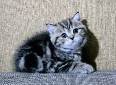 Продаются котята шотландской породы