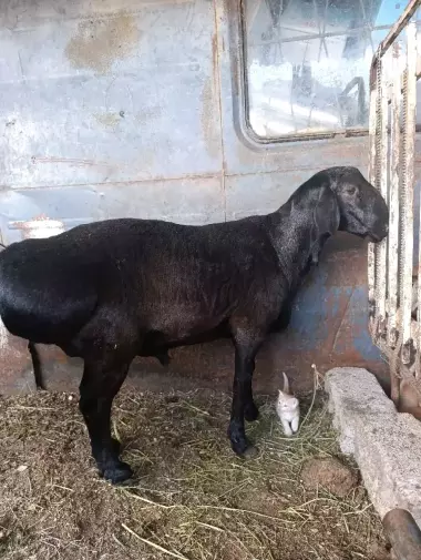 xsori qoʻchqor