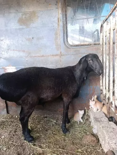 xsori qoʻchqor