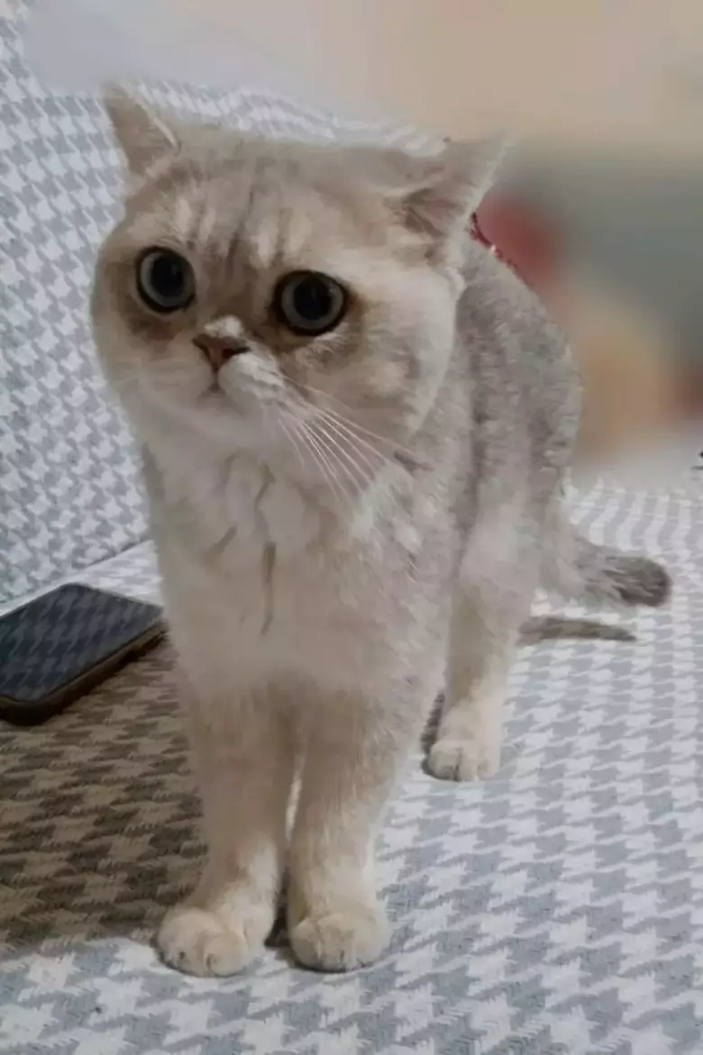 продаются породистые кошки