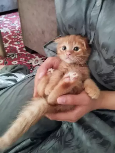 продаются породистые кошки