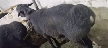 qurbon hayitiga qoʻchqorlar sotiladi tel nomer