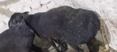 qurbon hayitiga qoʻchqorlar sotiladi tel nomer
