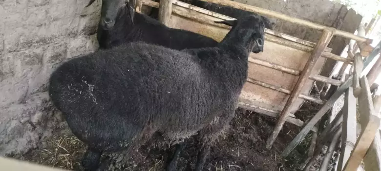 qurbon hayitiga qoʻchqorlar sotiladi tel nomer
