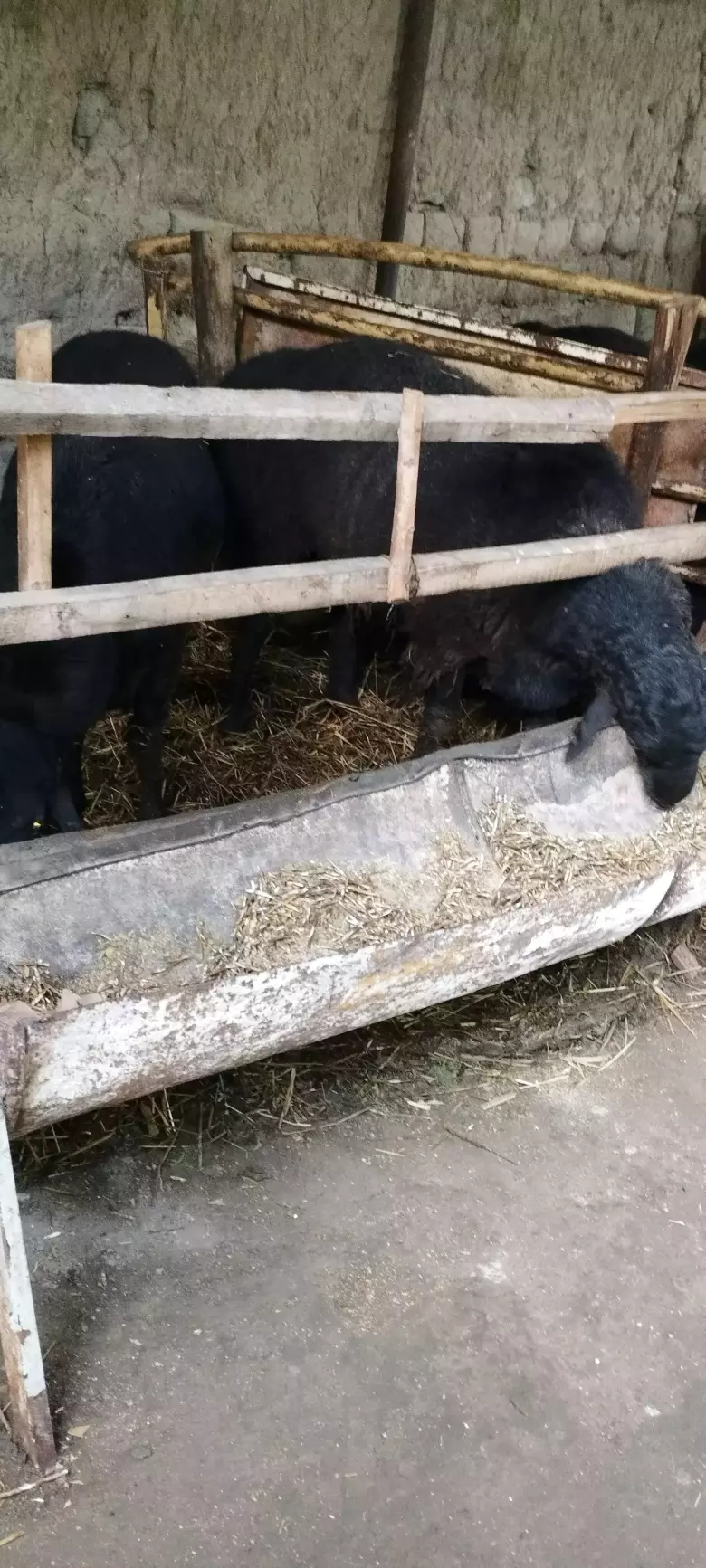 qurbon hayitiga qoʻchqorlar sotiladi tel nomer