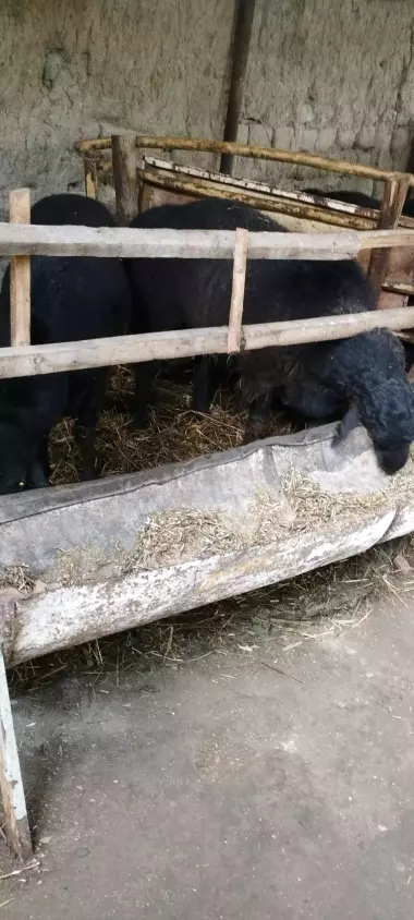 qurbon hayitiga qoʻchqorlar sotiladi tel nomer