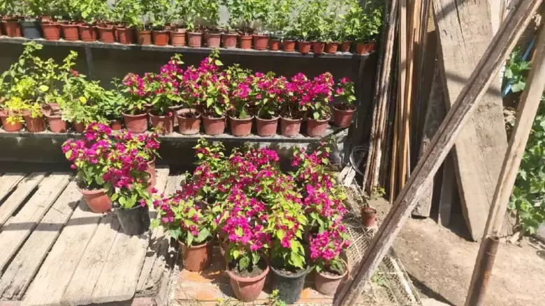 Bugunvelia gullari sotiladi