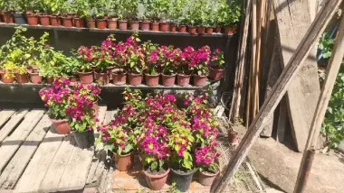 Bugunvelia gullari sotiladi