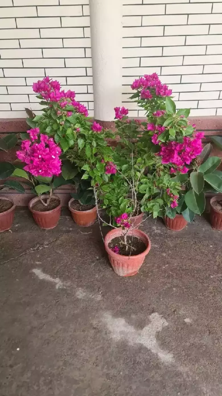 Bugunvelia gullari sotiladi
