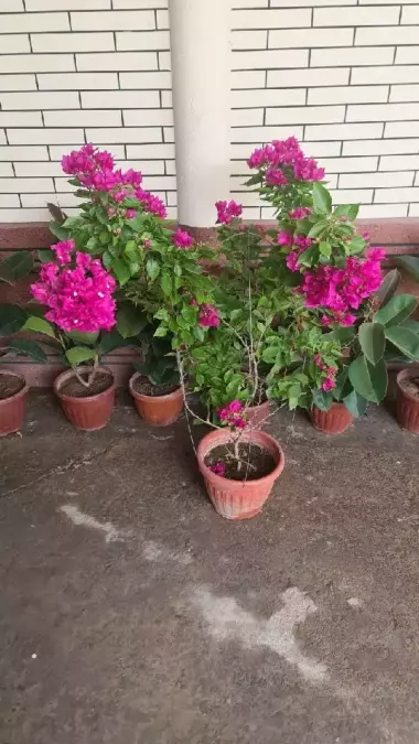 Bugunvelia gullari sotiladi