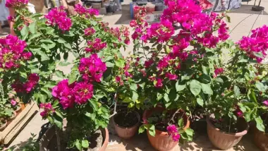 Bugunvelia gullari sotiladi