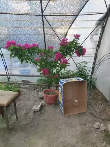 Bugunvelia gullari sotiladi