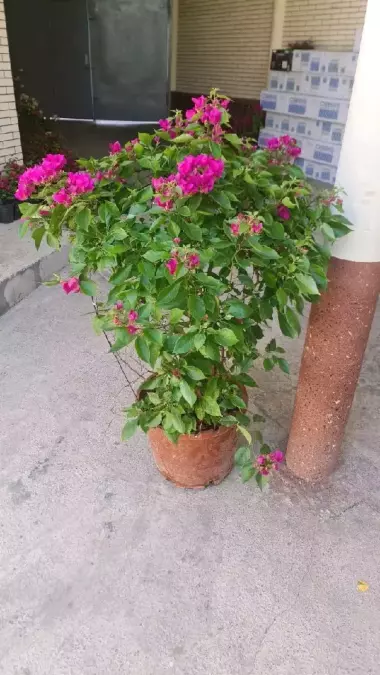 Bugunvelia gullari sotiladi