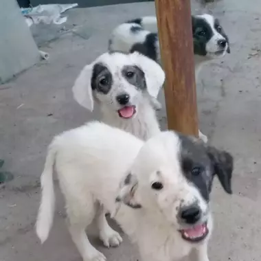 Есть щенки