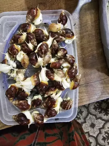Личебный улиткалар