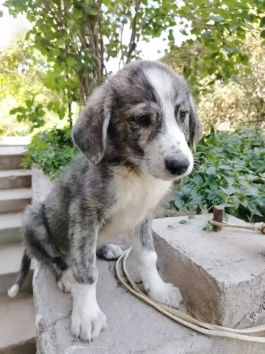 Есть щенки