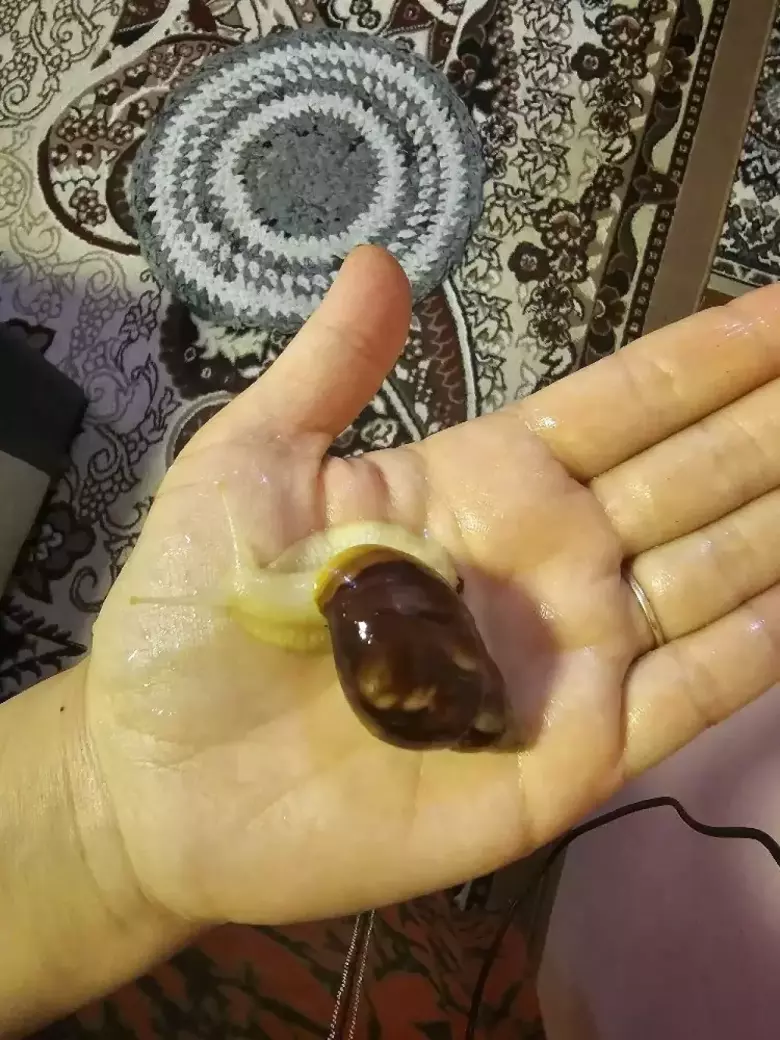 Личебный улиткалар