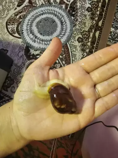 Личебный улиткалар