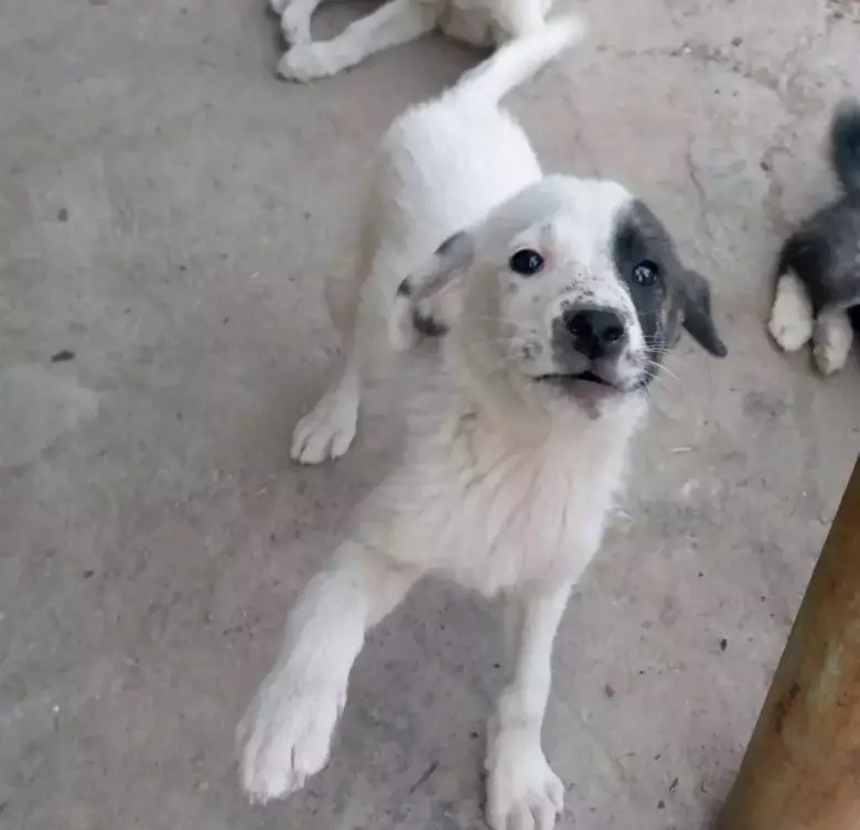 Есть щенки