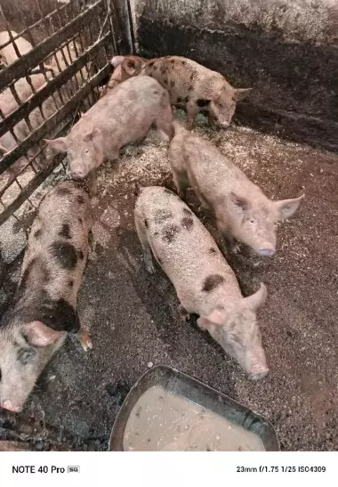 поросята подрощенные