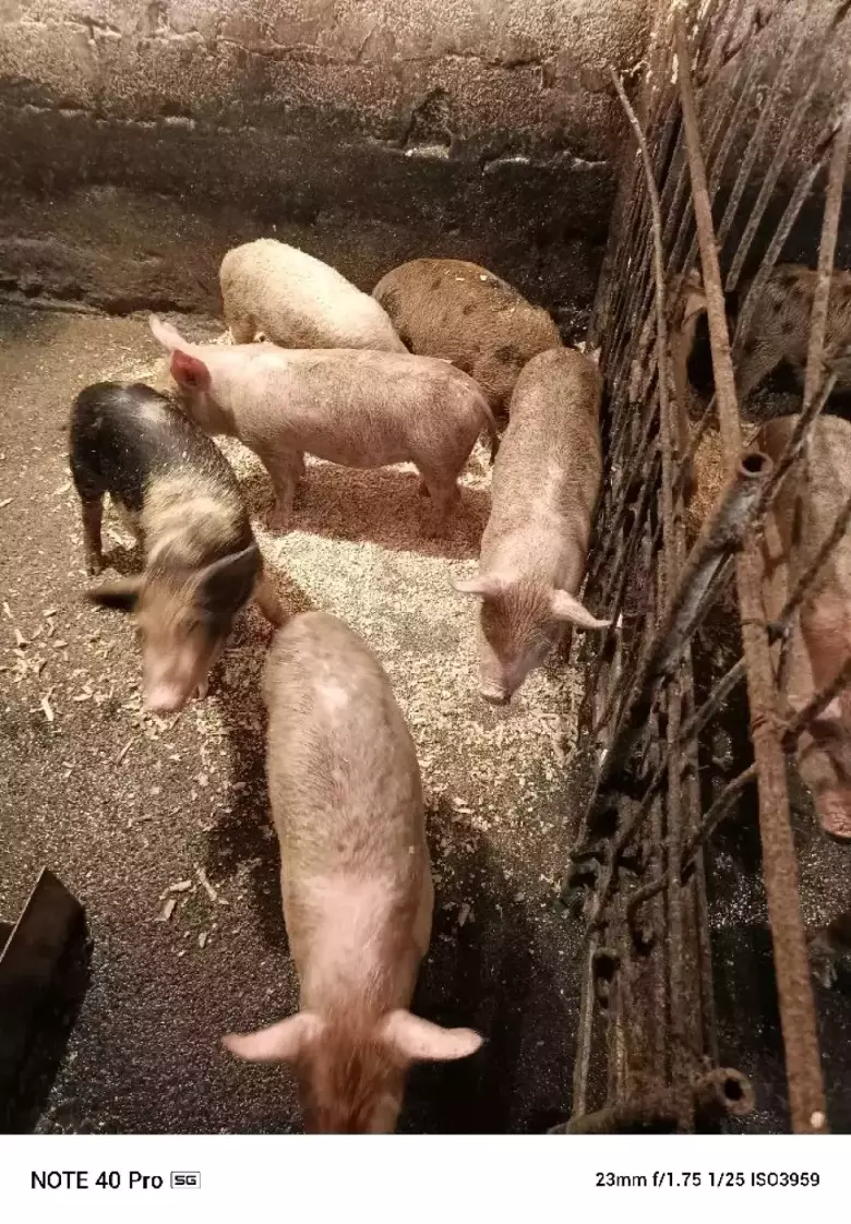 поросята подрощенные