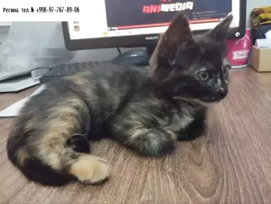 Много мастная ласковая кошечка