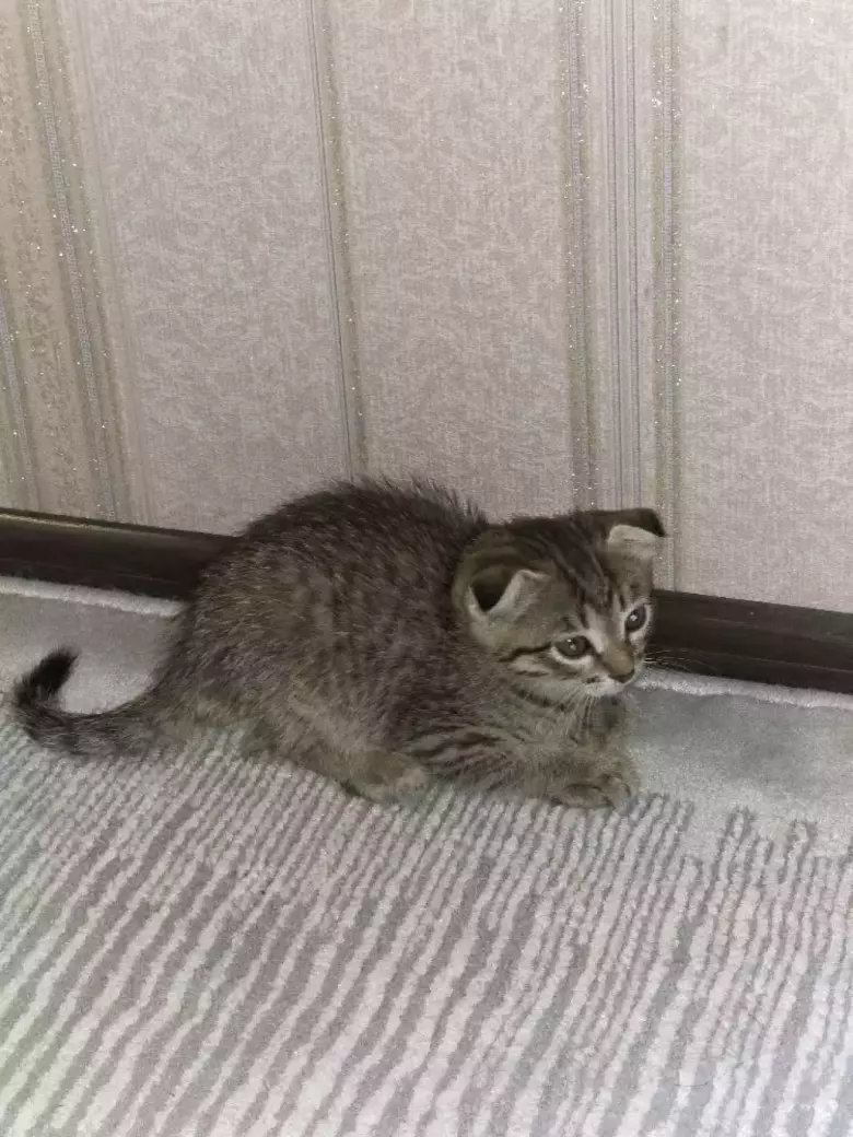 Scottish fold o'g'il bola